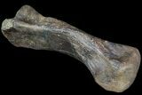 Pachycephalosaurus Metatarsal - Montana #92863-2